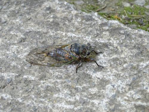Tibicina haematodes